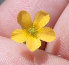 Image result for Oxalis oligotricha