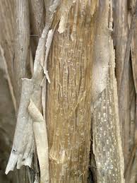 Image result for Kolkwitzia