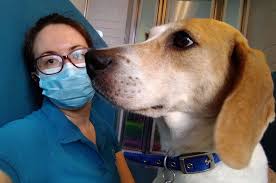 Draw a light outline of the dog around the 2 ovals. Getting Dogs Used To People In Face Masks Battersea Dogs Cats Home