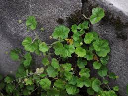 Image result for Hydrocotyle mannii