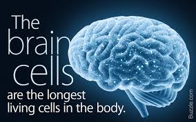 It controls all the processes and chemical reactions that take place inside the cell. A Brief Introduction To The Levels Of Organization Of Living Things Biology Wise