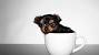 Dog Yorkshire Terrier