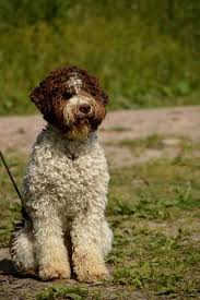 The search tool above returns a list of breeders located. Lagotto Romagnolo Puppies For Sale Ideal Dale Breeding House