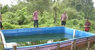 Kolam terpal plastik mempunyai nilai efisiensi dan efektif untuk budidaya patin. Budidaya Lele Di Kolam Terpal Dinas Perikanan Kabupaten Kutai Barat