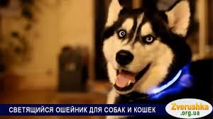 samoe vremya kupit svetyashijsya oshejnik dlya sobak i koshek poleznyj svetodiodnyj gadzhet dlya progulok s vashim lyubimcem v t oshejniki dlya sobak sobaki zoomagazin