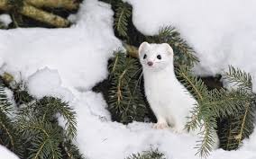 Ermine Jpg 1 600 1 000 Pixels Winter Animals Animals Beautiful Animal Wallpaper