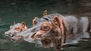 East African Hippo Mother And Baby Half Submerged In Water Animal Hugs Cute Animals With Funny Captions Cute Animals Puppies