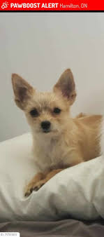 Hamiltons Lost & Found Pets ❤ (Ontario)