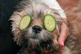 The pet spa island bay. Pet Friendly Places In Dubai Things To Do Time Out Dubai