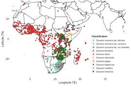 Image result for Eleusine africana