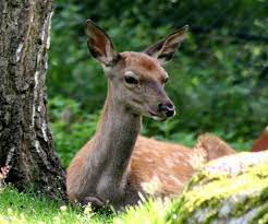 Rådjur (capreolus capreolus) är ett litet hjortdjur som förekommer i europa och mindre asien.benämningen på en vuxen hane är bock.honan kallas för get eller rå, ungdjur under första året kallas kid eller killing, och getter som ännu inte fött kid kallas för smaldjur Kronhjort Bilder Och Fakta