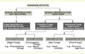 Fungi Classification Plant Pathology Science For Kids