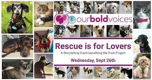 Our experienced adoption counselors will help you choose a cat likely to be a good fit for your family. The Pixie Project Pixie Storytelling Non Profit Animal Shelter And Rescue Dog And Cat Adoptions Pet Adoption In Portland Oregon 97232