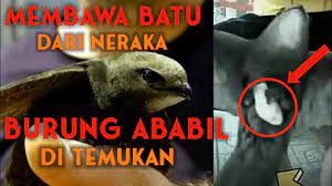 Burung Ababil Membawa Batu Di Kakinya Ditemukan Dari Manakah Berasal Burung Ababil Membawa Batu Youtube