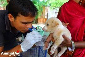 Please share! Volunteer VETERINARIANS NEEDED to join Animal Aid  Unlimited--one of the largest rescue centers in India--to serve injured and  ill ownerless street animals in Udaipur, Rajasthan, India. 5 years minimum  working