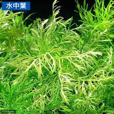 楽天市場 水草 ウォーターウィステリア マーブル 水上葉 無農薬 ３本 Charm 楽天市場店
