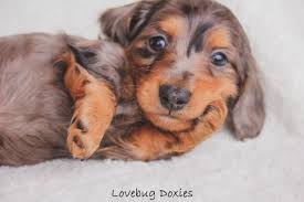 For one thing, the climate of the state of michigan is excellent for training and controlling dogs. Black And Tan Dapple Long Hair 5 Week Old Wiener Dog From Michigan Breeder Lovebug Doxies Dachshund Love Dachshund Breeders Cute Puppies