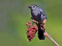 Gray Catbird Identification All About Birds Cornell Lab Of