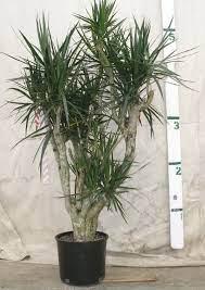 Dracaena Marginata Care Instructions Red Edged Dracaena Plants Marginata Plant