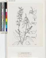 Image result for Crotalaria cleomifolia