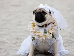 Wedding Pug Pugs In Costume Pugs Pug Dog