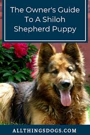 Maybe you would like to learn more about one of these? The Owner S Guide To Shiloh Shepherd Puppies Shiloh Shepherd Shiloh Shepherd Dog Shepherd Puppies