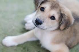 Maybe you would like to learn more about one of these? Goberian Dog The Ultimate Golden Retriever Husky Mix Breed Guide All Things Dogs All Things Dogs