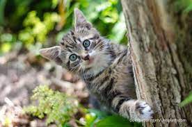 Ada beberapa hal tentang kucing yang mungkin belum anda ketahui hingga saat ini. 12 Fakta Menarik Tentang Kucing Lucu Kesayangan Anda Bukan Cuma Binatang Favorit