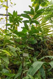 Image result for Brexia