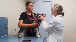 (21 hours ago) the joint chiropractic, huntsville, al is located at the corner of airport road and whitesburg drive in the village on whitesburg shopping center, near. Maryland Veterinary Clinic Using Curbside Check In To Stem Coronavirus Abc News