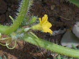 Image result for Cucumis humifructus