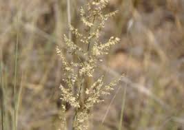 Image result for Urochloa oligotricha