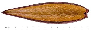 Image result for Marsdenia