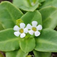 Image result for Vandellia subracemosa