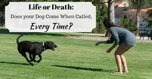 Check spelling or type a new query. Life Or Death Does Your Dog Come When Called Every Time Thedogtrainingsecret Com Thedogtrainingsecret Com