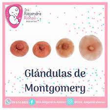 Dra Alejandra Alonso Que Son Estos Puntos Blancos En Mis Areolas Glandulas De Montgomery En Las Mamas Podemos Encontrar Unos Puntos A Nivel De Los Areolas Estas Son Llamadas Glandulas De