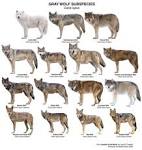 Wolf - Wikipedia