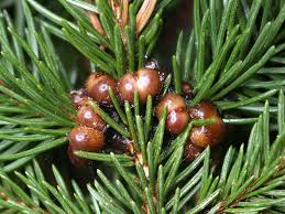 Image result for puklice švestková obrázek