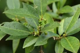 Image result for Cassipourea ndando