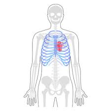 The liver weighs about 1,500 grams (~3 pounds) in average 1, 14. 8 288 Beste Human Rib Cage Bilder Stock Fotos Vektorgrafiken Adobe Stock