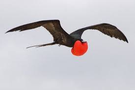 Top 10 Birds With Flying Speed Top Ten Lists Fastest Bird Amazing Animal Stories Beautiful Birds