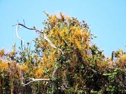 Image result for Cassytha filiformis
