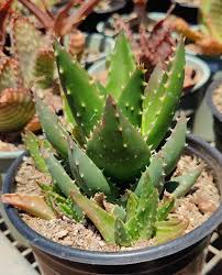 Image result for Aloe nuttii