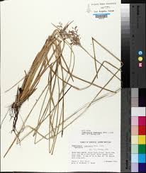 Image result for Fimbristylis complanata