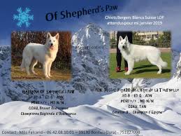 Pin Auf Animaux A Adopter En Suisse