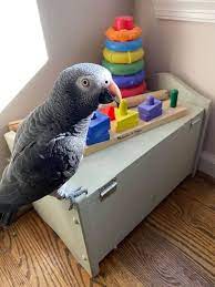 23 Funny Bird Ideas In 2021 Funny Birds Funny Parrots Cute Animals