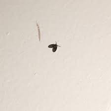 Some ants even have wings. What Are Small Insects With Wings