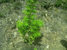 Recuperer Thc Male Produits Derives Du Cannabis Cannaweed