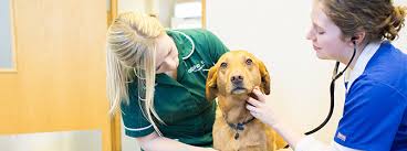Unfortunately, 40 percent of dogs affected by glaucoma will become blind in the affected eye within the first year, regardless of medical or surgical treatment. Glaucoma In Dogs Treatment Symptoms More My Family Vets
