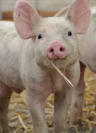 Pin By Melpo Siouti On Country Farms And Farmhouses Pig Farming Cute Pigs Baby Pigs